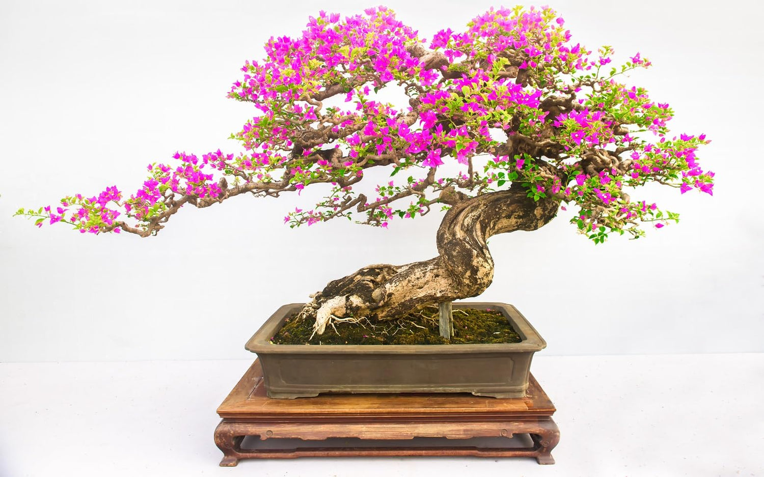 Bonsai Plum Tree Seeds for Planting (10 Seeds)