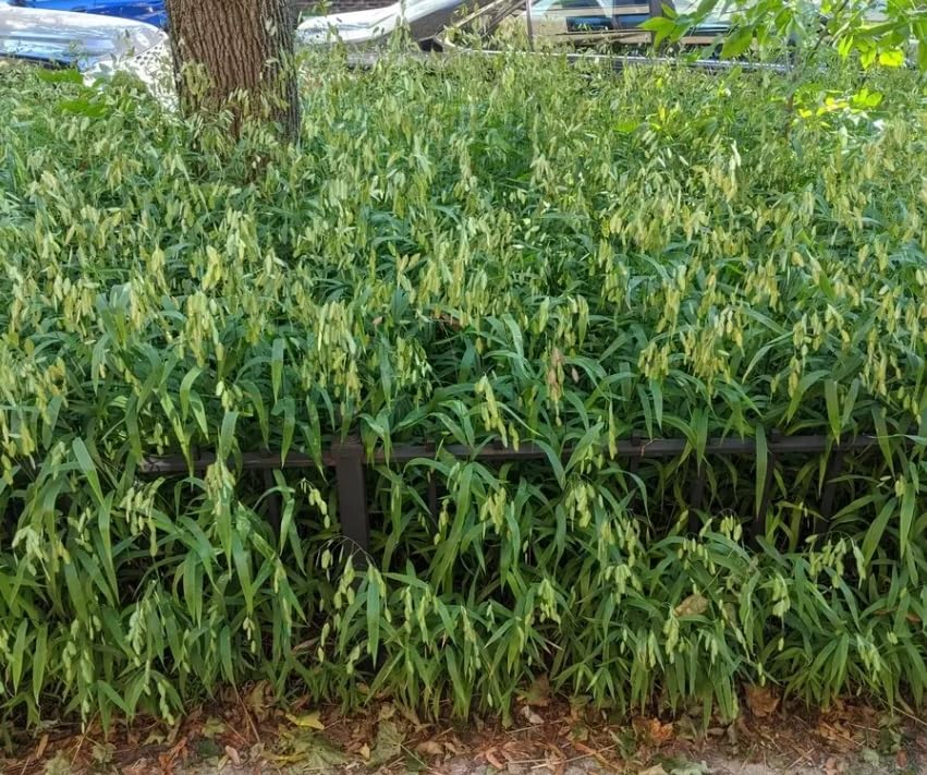 100 Indian Woodoats Grass Seeds for Planting - Chasmanthium latifolium - Wild Oats
