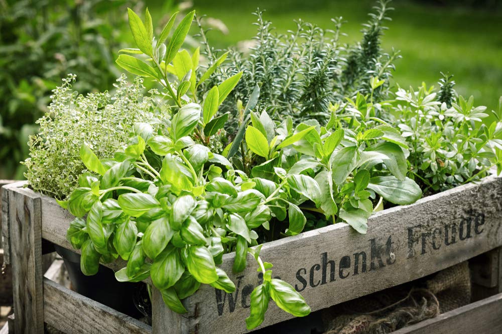 Herb Garden Kit | Chef 5 Pack | Parsley, Oregano, Cilantro, Dill, and Thyme | 5 Plant Markers | Herb Garden Seeds for Planting. Indoor Herb Garden,Good Outdoor Herbs