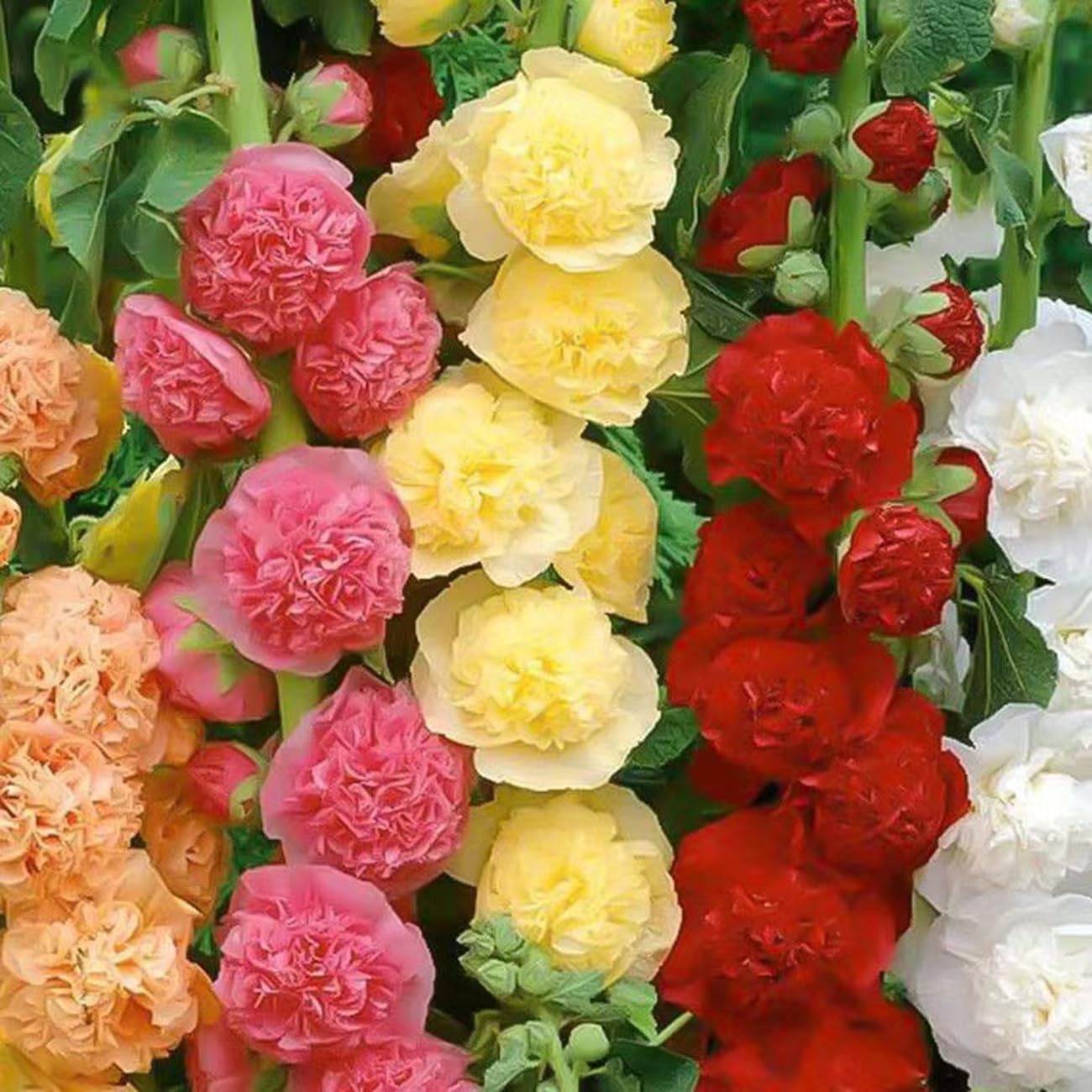 Hollyhock Seeds for Planting, Mixed Colors - 300+ Seeds - Long Blooming Period in All Zones