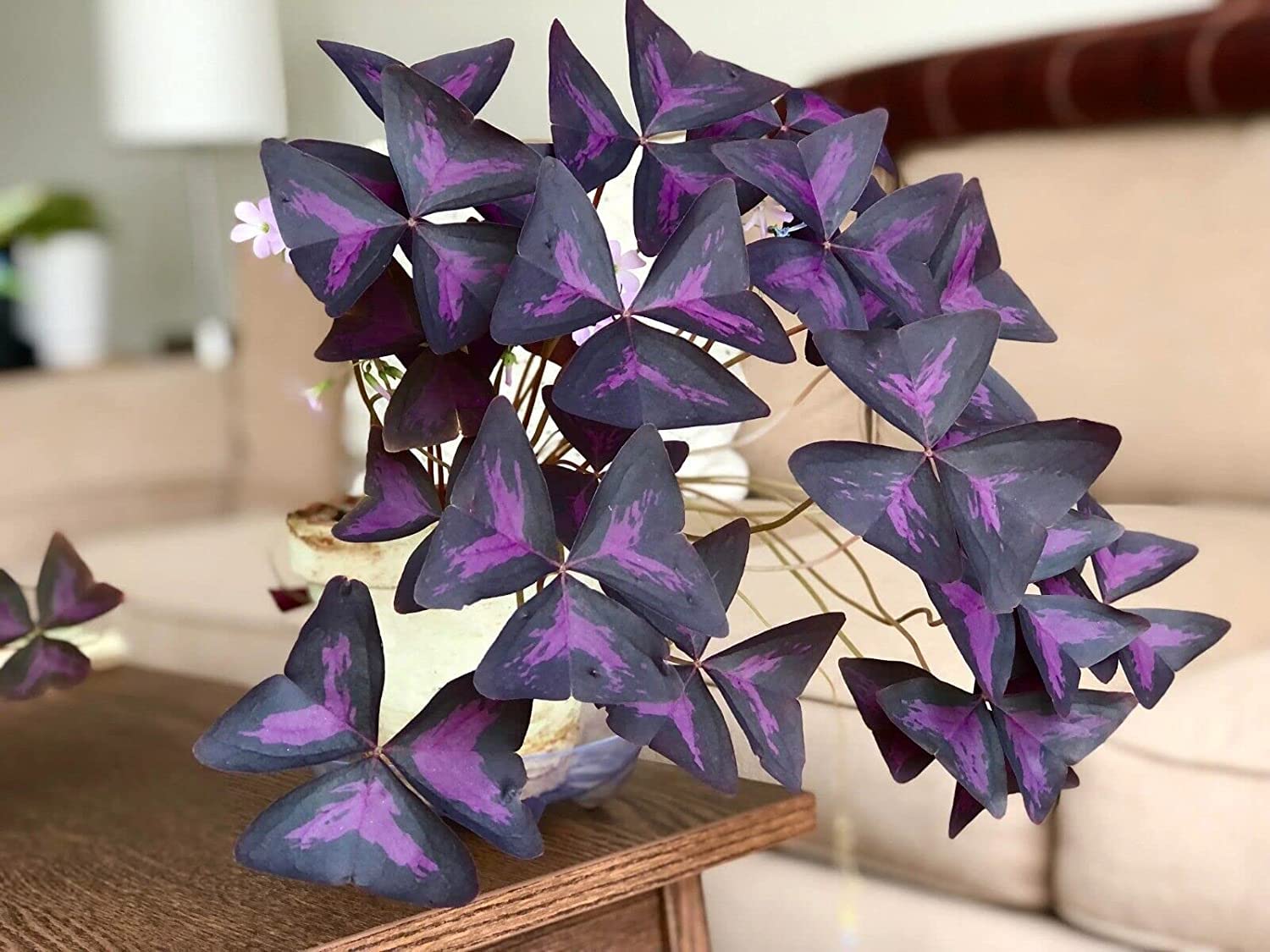 Oxalis Triangularis Bulbs - Purple Shamrock Bulbs - Good Luck Plant - Fast Growing Year Round Color Indoors or Outdoors - Oxalis Shamrock Bulbs -