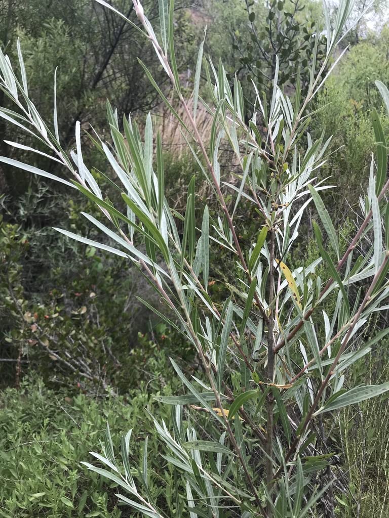Coyote Willow Shrub Cuttings for Planting - Sandbar Willow - Easy to Grow, Great for Erosion Control or Privacy