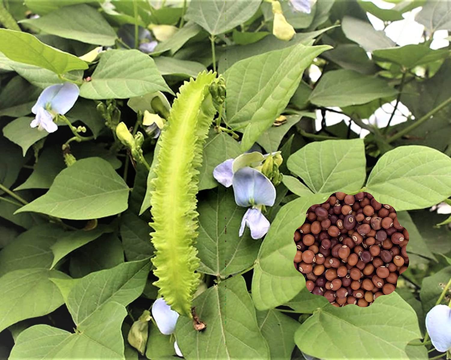 10 Winged Bean Seeds for Planting - Easy to Grow Exotic Asian Winged Bean