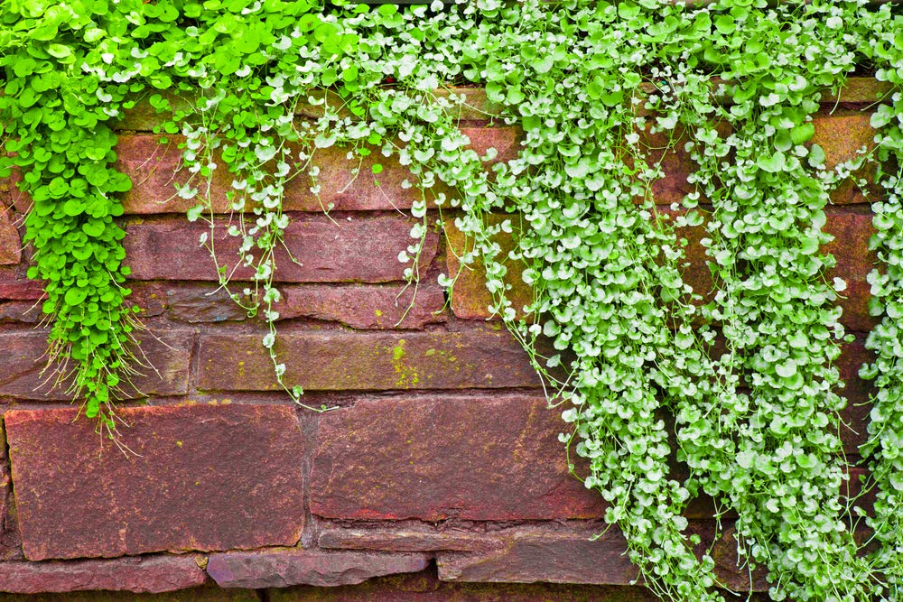 Dichondra Plant Seeds - 100 Seeds