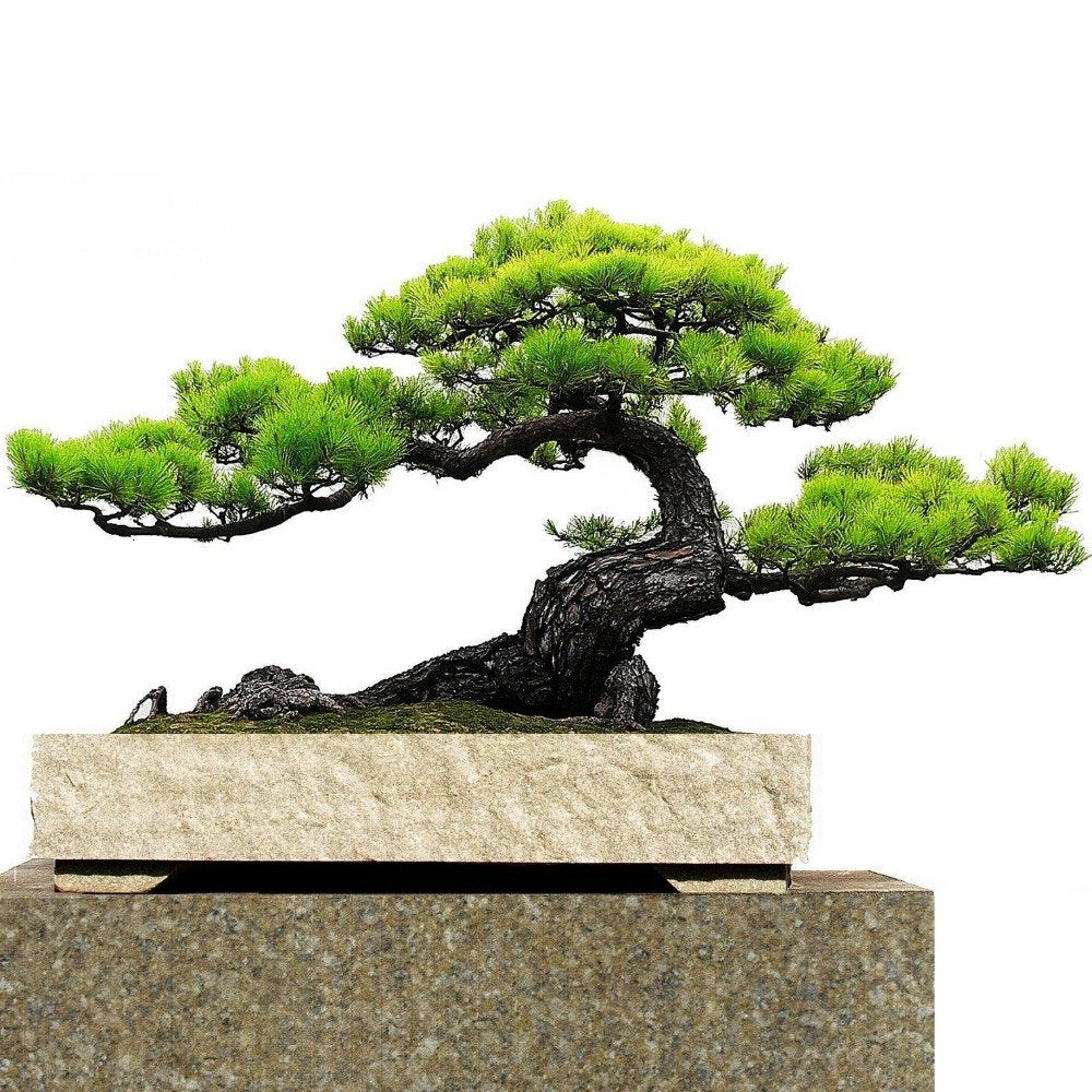 . Japanese Black Pine 20 seeds Pinus thunbergii Bonsai Ornamental. Bonsai Seed evergreen bonsai