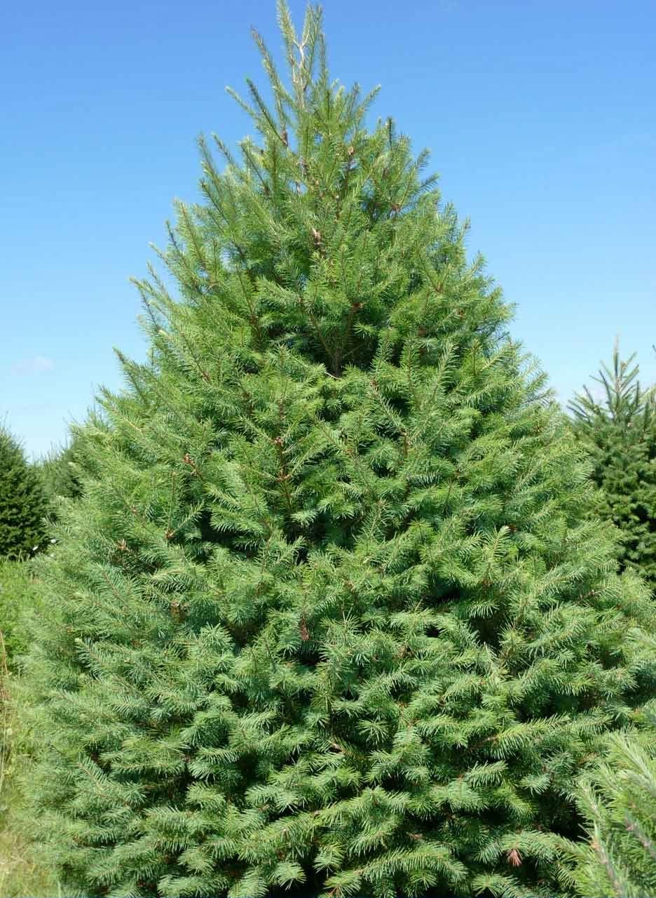 Abies Balsamea Fir Tree Seeds for Planting Outdoors/Potted 50 Seeds