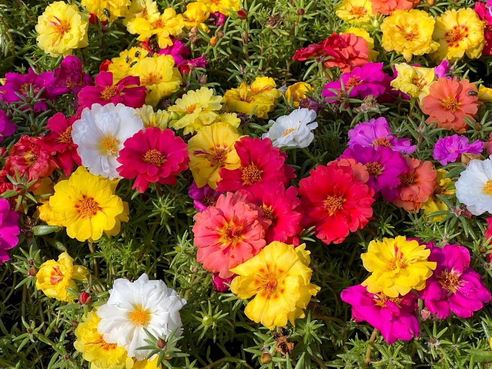 2,000 Moss Rose Seeds - Spreading Succulent, Heat & Drought Tolerant Ground Cover Plant Mix - Portulaca grandiflora