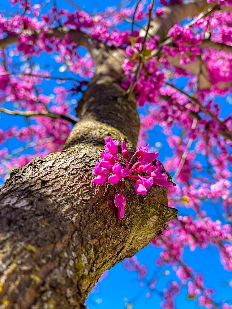 Chinese Redbud Tree Seeds to Grow - 40+ Seeds - Exotic Flowering Tree