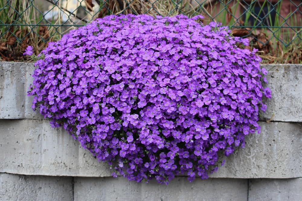 275 Aubrieta Seeds - Cascade Purple Flower Seeds, Rock Cress, Perennial, Deer Resistant
