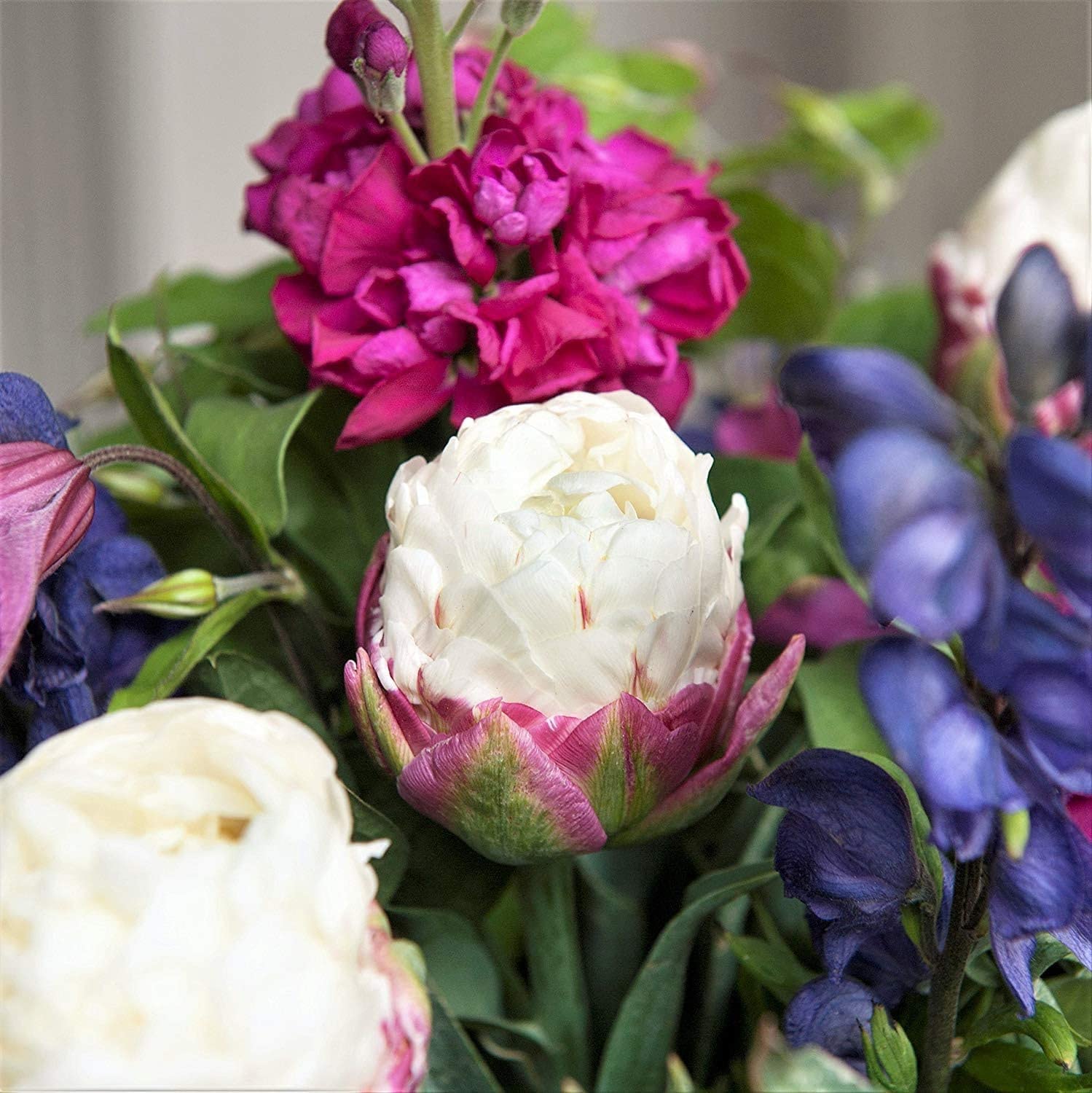 Ice Cream Tulip Bulbs - Double Peony Tulips, Exotic Live Plants, Ships from Iowa, USA