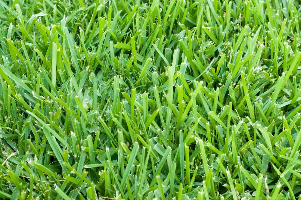 Bermudagrass Seeds for Planting - Great for Yard and Lawn Grass