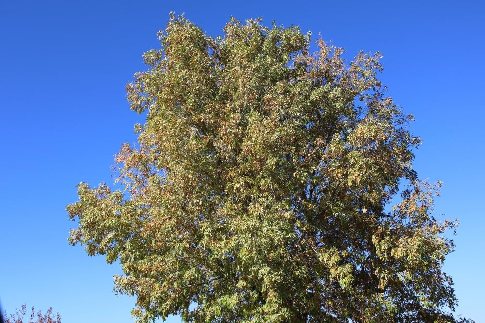 30 Arizona Ash Tree Seeds for Planting - Fraxinus Velutina