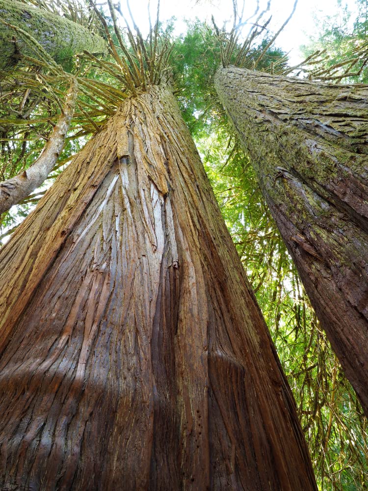 40 Western Red Cedar Tree Seeds for Planting - Thuja plicata - Long Lived Evergreen
