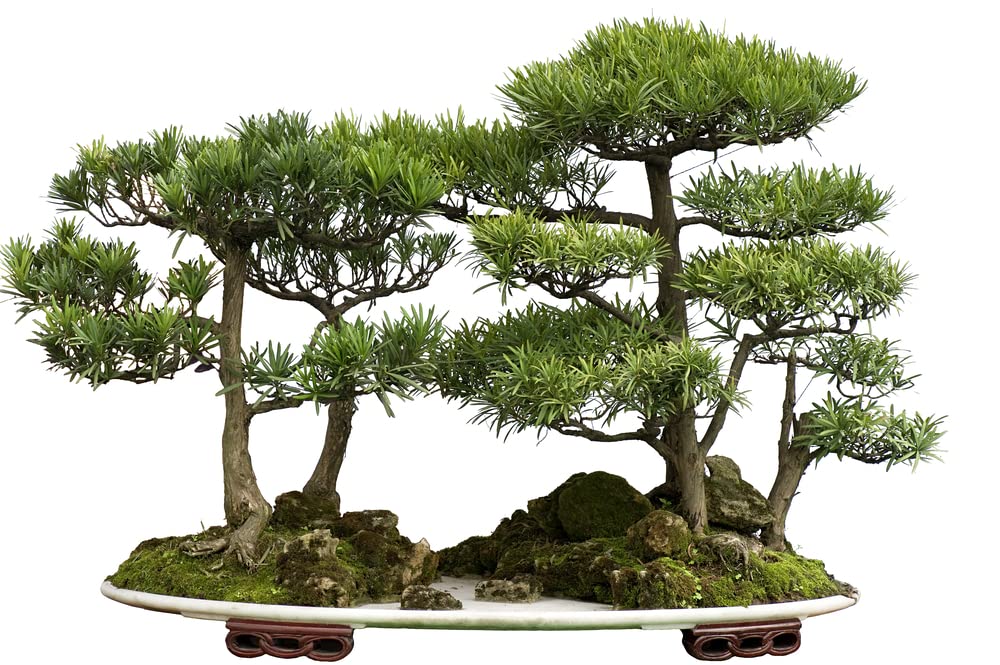 Bonsai Tree Seeds - Western Red Cedar, Thuja plicata - 30 Seeds