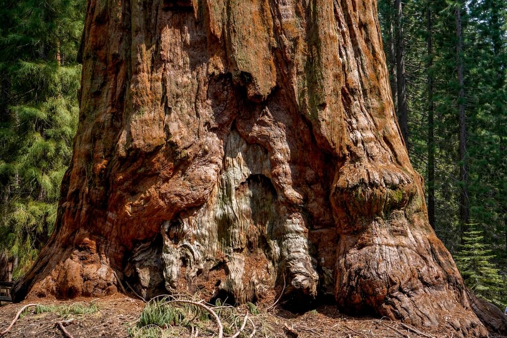 Giant Sequoia Tree Seedlings for Planting - Grow Giant Redwood Trees