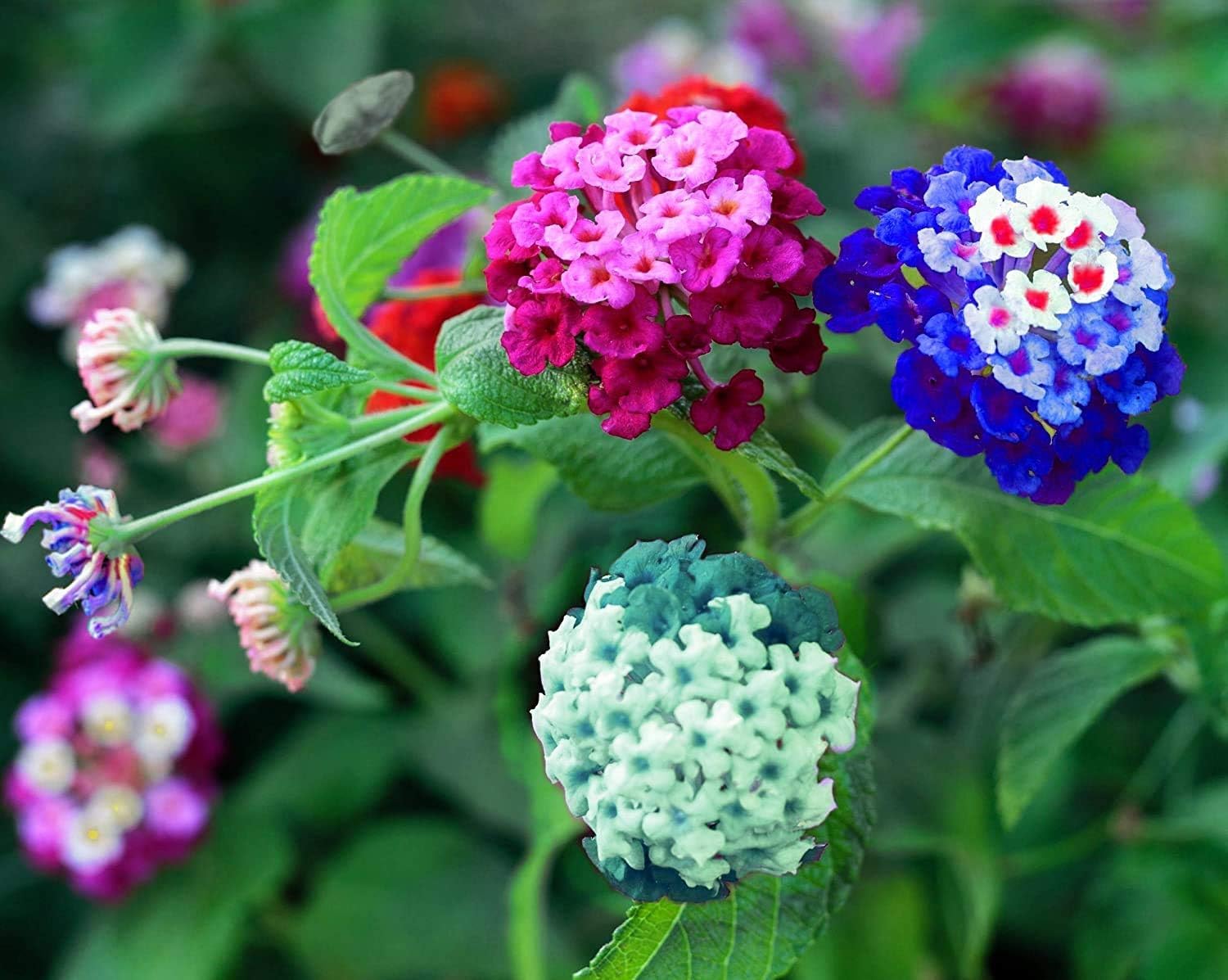 Lantana Flower Seeds for Planting - Mixed Color Flower Seeds to Plant - Good Butterfly Plant