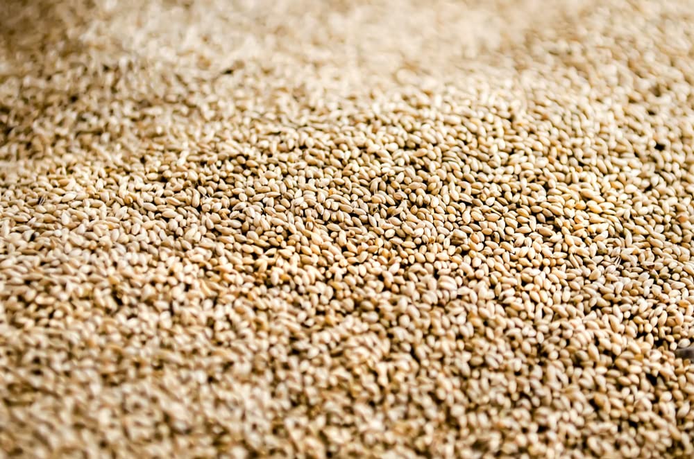 Climax Timothy Grass Seeds for Planting - Cover Crop, Hay Grass, Deer, Wildlife Food Plot Seed