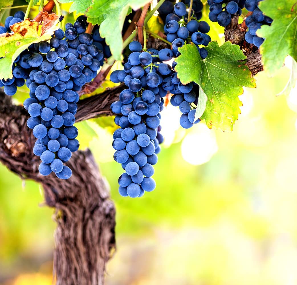 Wine Grape Vine Seeds for Planting - 100+ Seeds - Ships from Iowa, USA