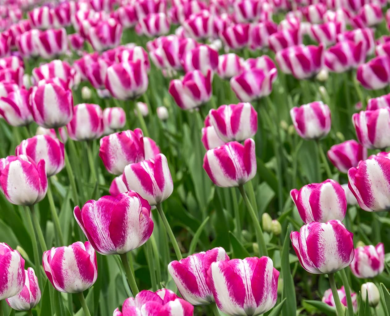 Rembrandt Tulip Bulbs for Planting - 10 Pink and White Rembrandt Tulips - Easy to Grow - Stunning Color - Made in USA, Ships from Iowa
