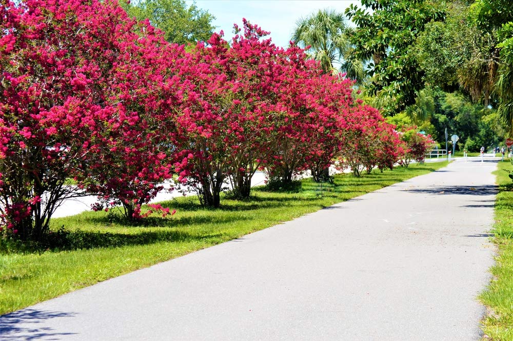 Crape Myrtle Bonsai Tree Seeds - 20 Seeds - Exotic Bark and Vibrant Flowers - Ships from Iowa. Made in USA
