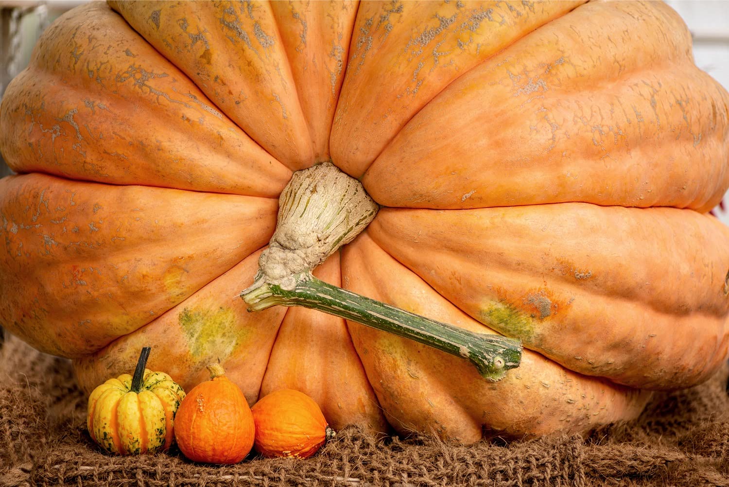30 Atlantic Giant Pumpkin Seeds - Grow The Biggest Pumpkins on The Planet