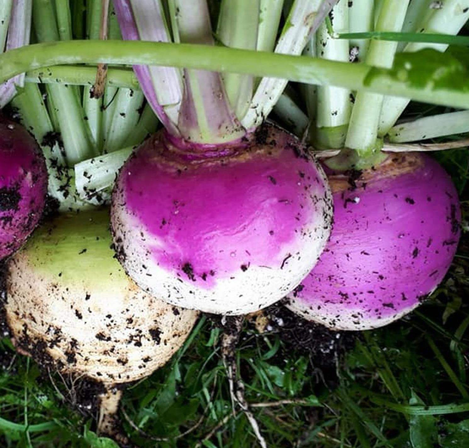 300+ Purple Top Turnip Seeds for Planting