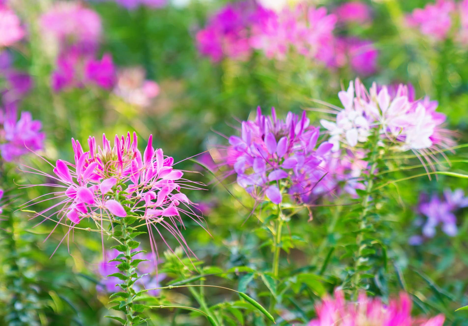 100 Spider Plant Seeds for Planting - Exotic Mixed Color Cleome Flowers - Great for Hummingbirds