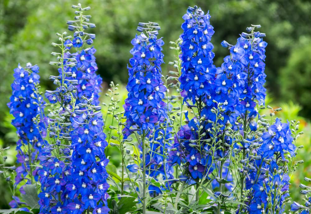 Blue Delphinium Flower Seeds - 100+ Seeds - Grow Stately Delphinium Wildflowers - Made in USA