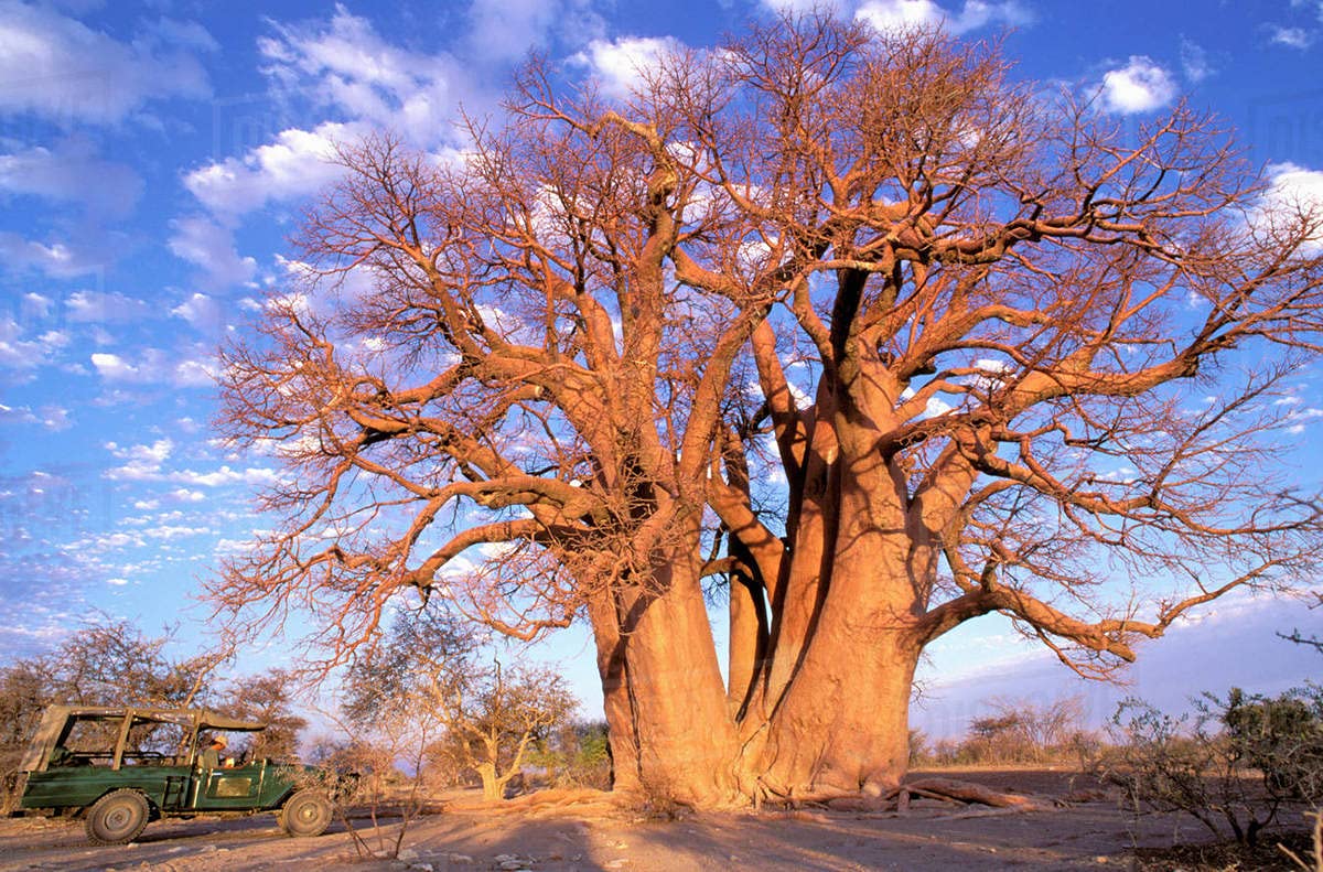 African Baobab Adansonia digitata 10 Seeds