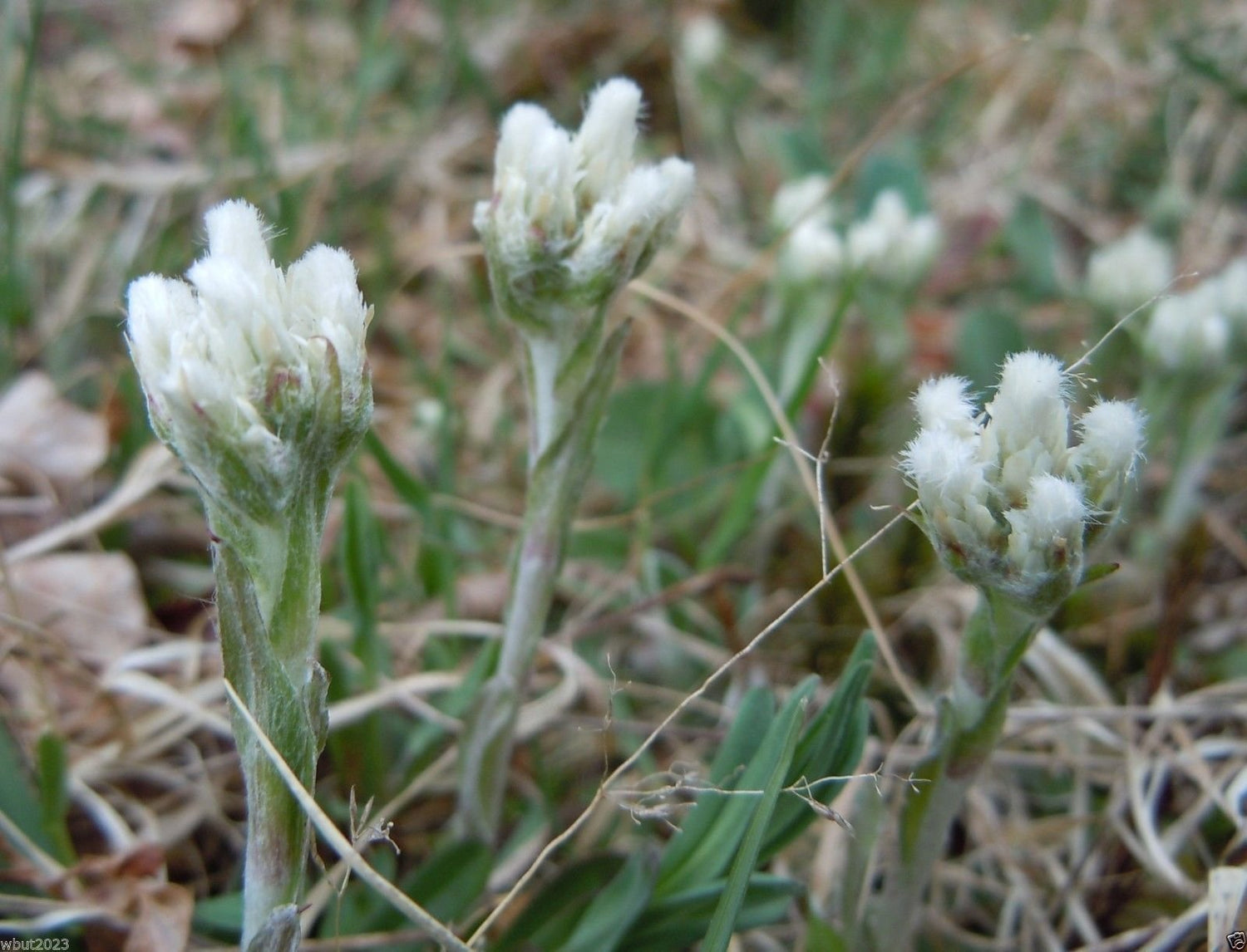 500 Antennaria Seeds - White - PUSSYTOES, Cats Paws,perennial ground cover plant