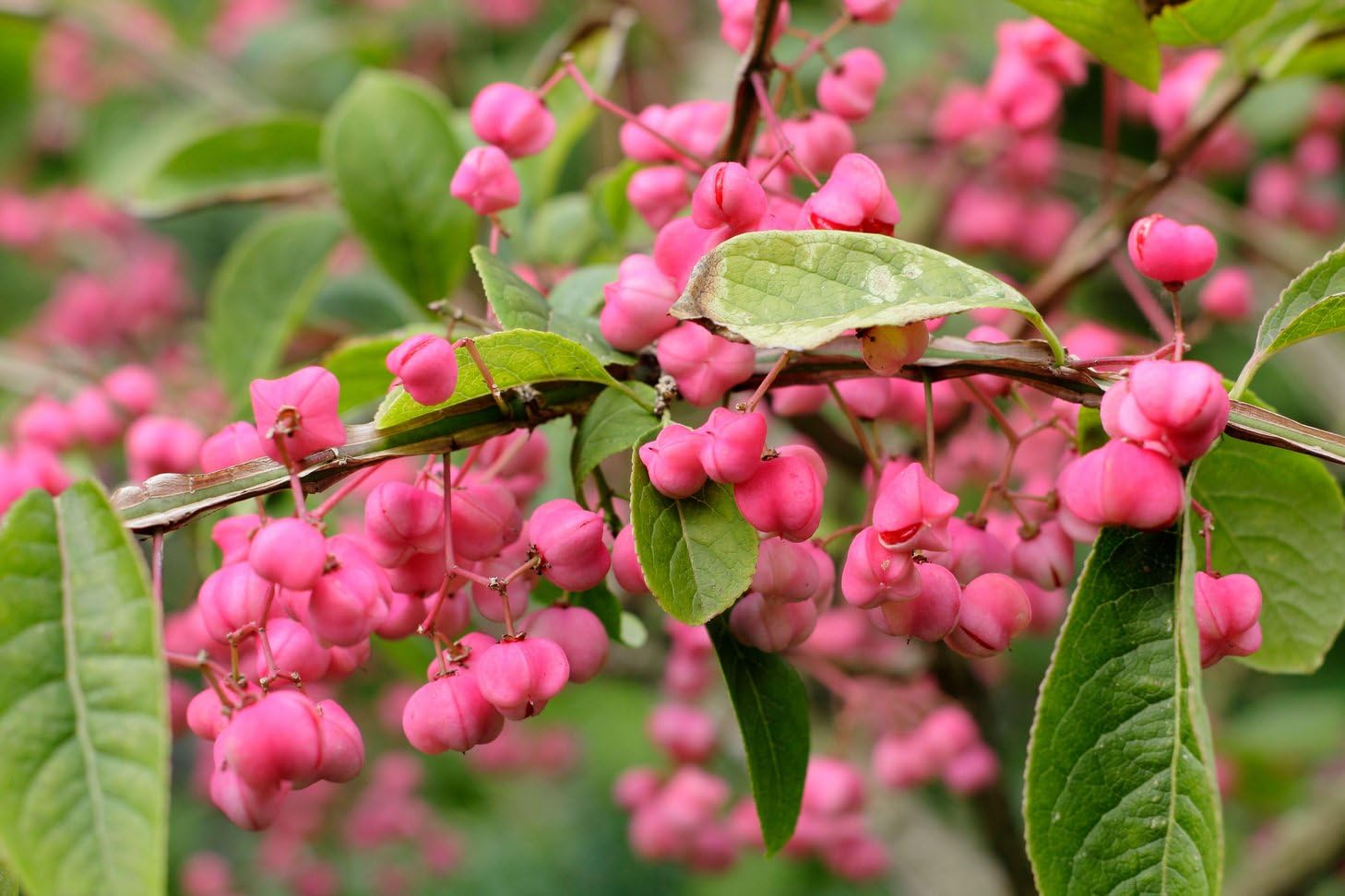 10 Cork Spindle Shrub Seeds - Euonymus phellomanus