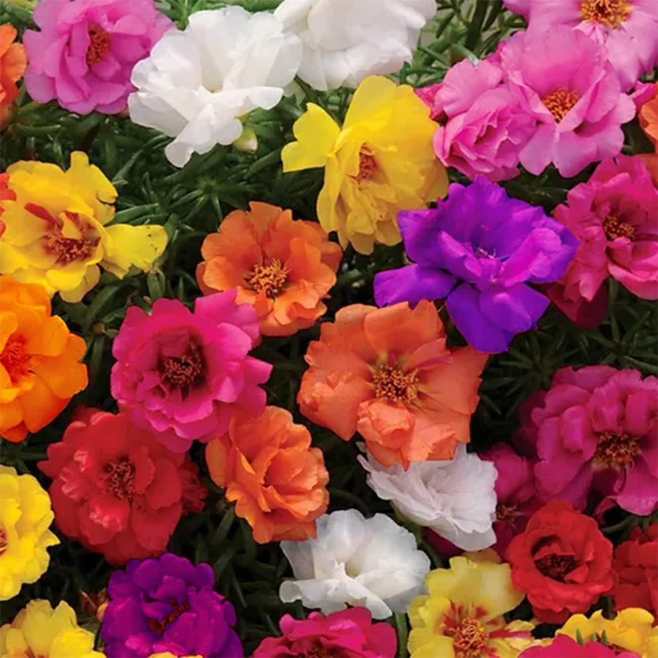 2,000 Moss Rose Seeds - Spreading Succulent, Heat & Drought Tolerant Ground Cover Plant Mix - Portulaca grandiflora
