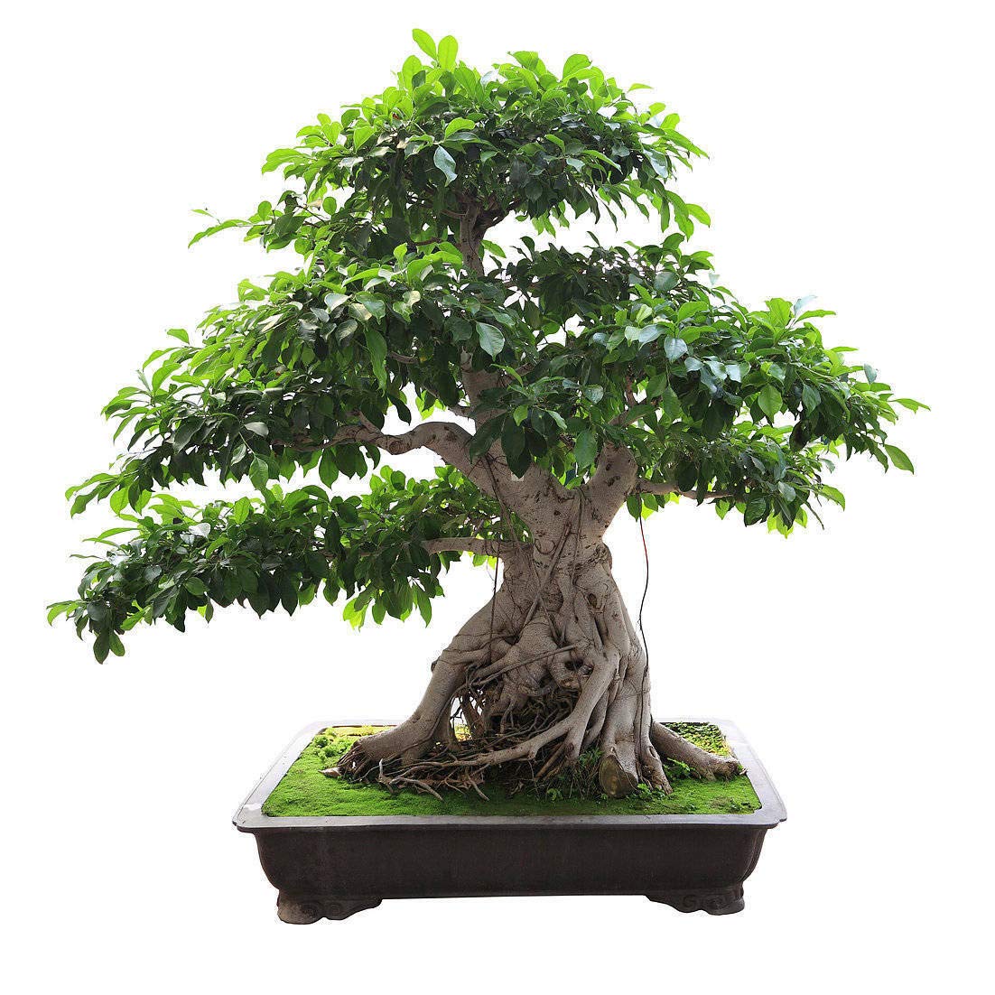 Ficus Benghalensis Tree Seeds Ornamental Tropical Plant Ornamental Banyan Fig jocad (10 Seeds)