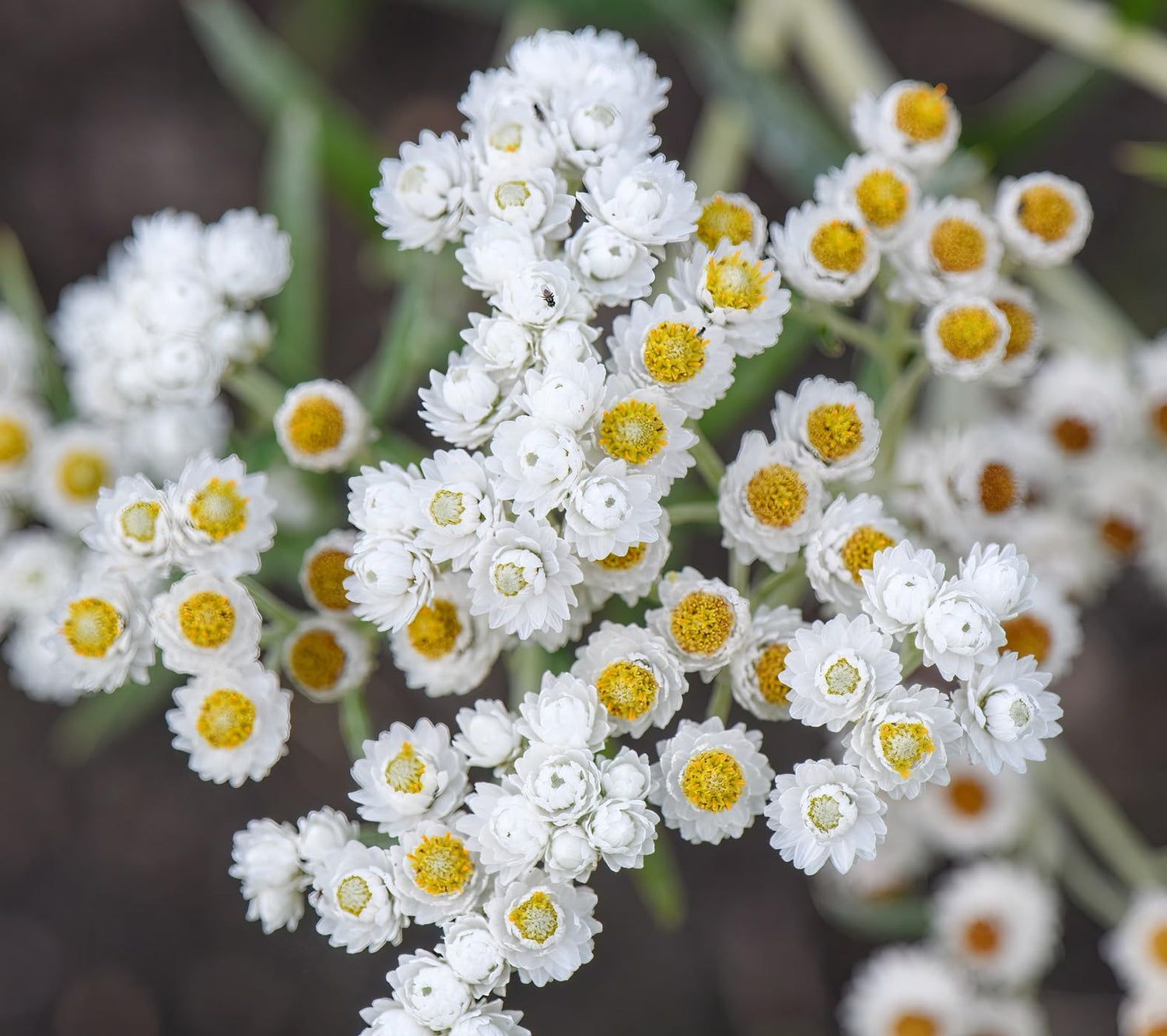 40 Pearly Everlasting Wildflower Seeds for Planting - Anaphalis margaritacea