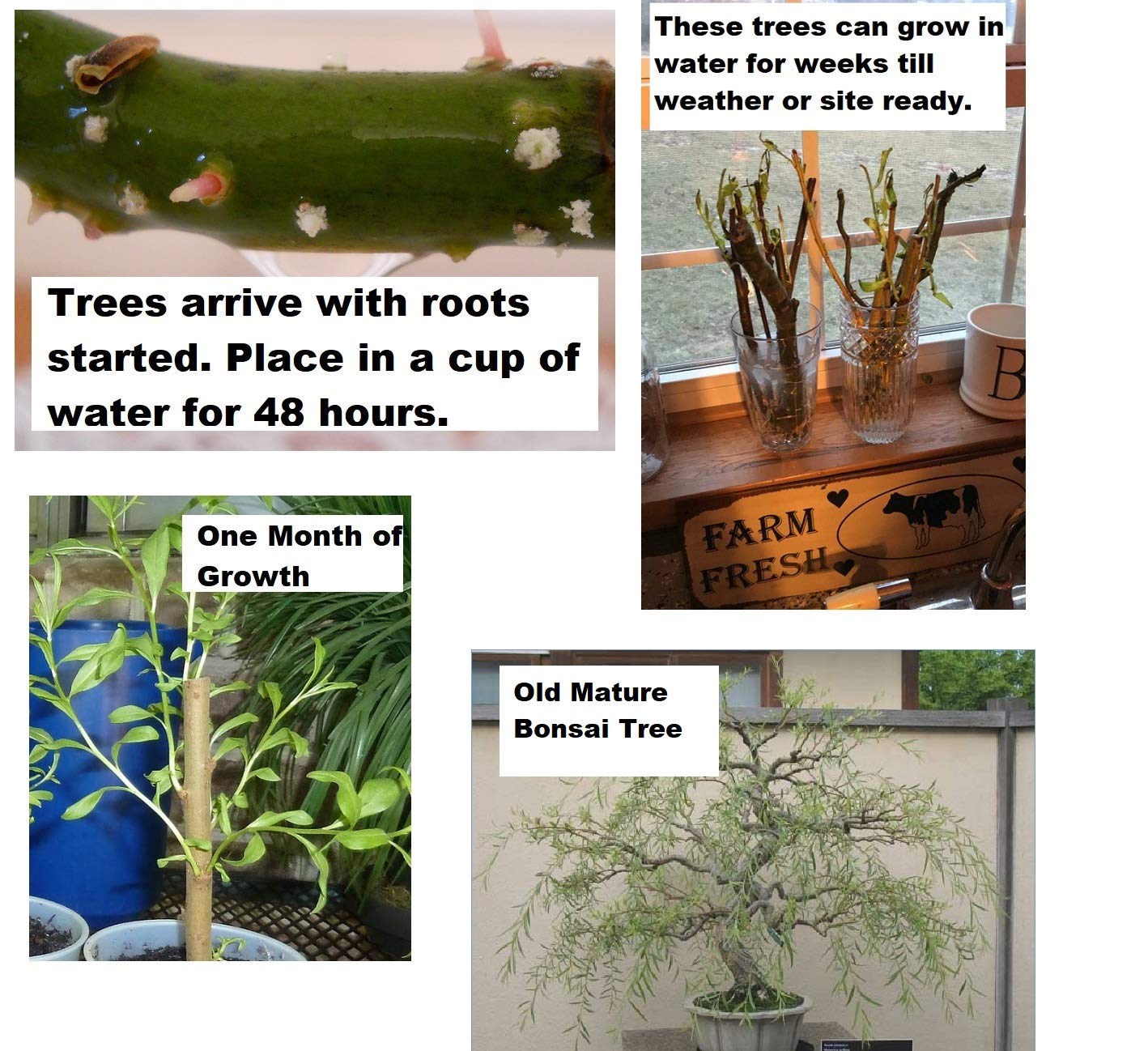 Bonsai Australian Willow Tree Cutting - Large Thick Trunk Root Stock - One Live Indoor/Outdoor Bonsai Tree - Shipped Bare Root, No Pot or Soil Included