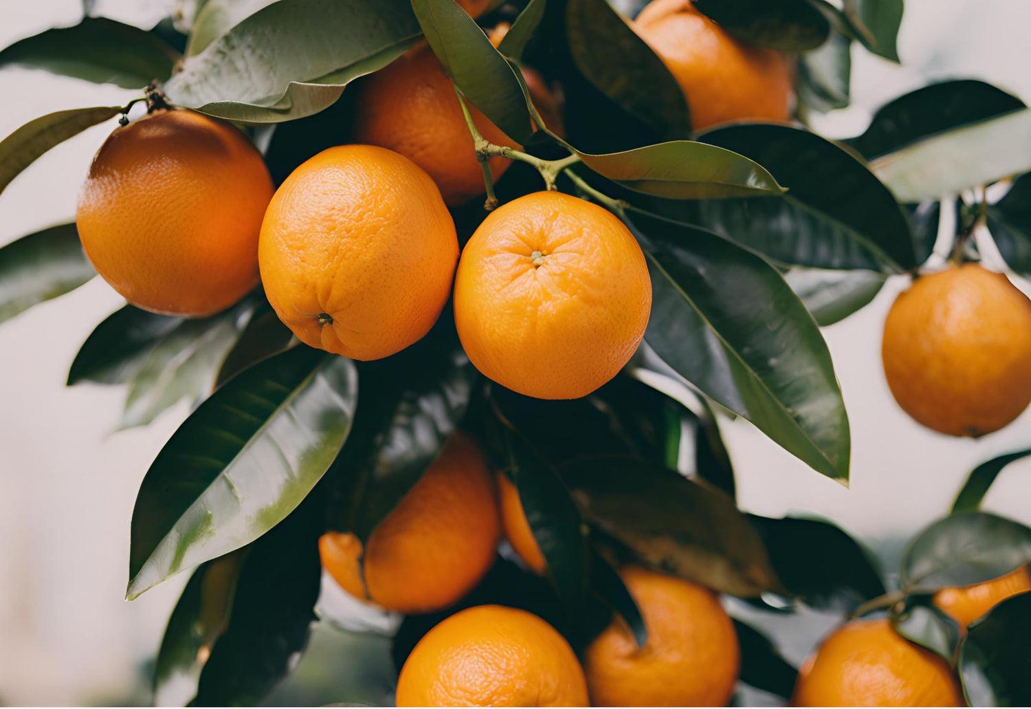 Patio Orange Tree Seeds for Growing (10 Seeds) - Hardy Orange Tree Seeds, Great for Bonsai - Terrace or Balcony Plant Seeds to Grow