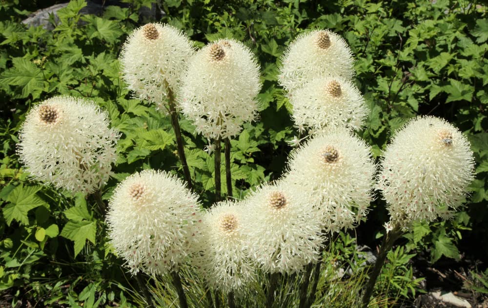 Boobie Grass Seeds for Planting (50 Seeds) - Exotic Flowering Grass Seeds