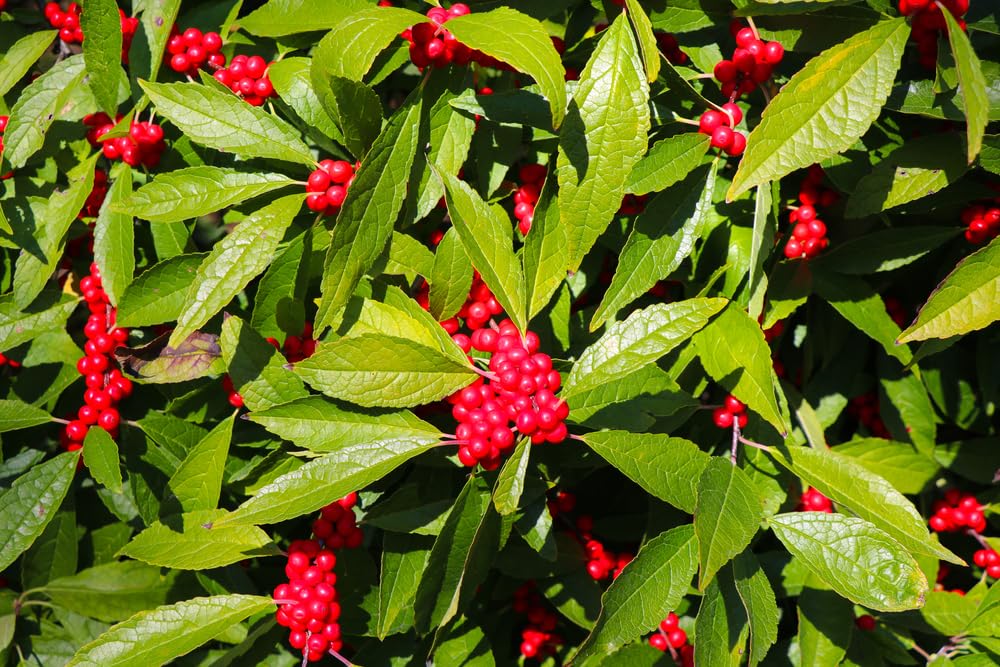 Winterberry Bush Seedlings for Planting - Stunning Red Berries