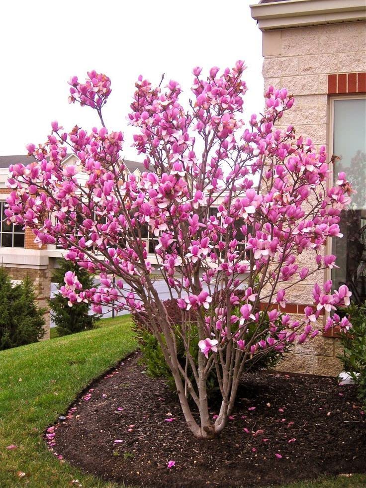 Saucer Magnolia Tree Seeds - Flowers Look Like Saucer Cups - Ships from Iowa, USA