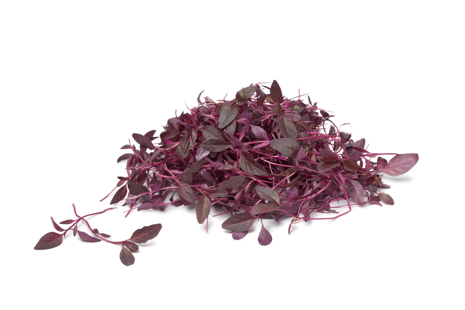 Red Spinach Seeds for Planting - 500+ Seeds - Ships from Iowa, USA. Very Healthy Chinese Amaranth Spinach