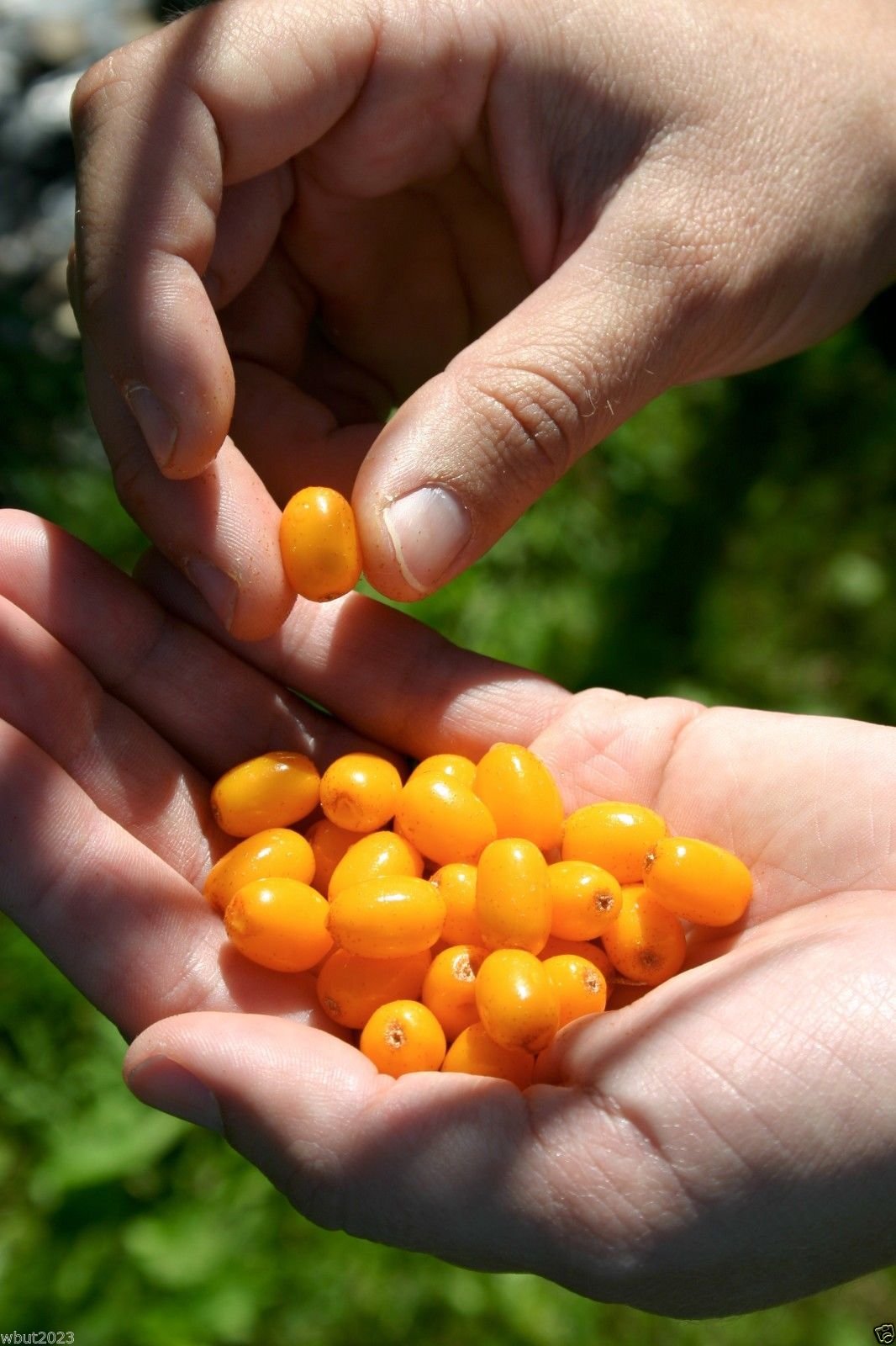 200 Seeds Sea Buckthorn, Seaberry - Hippophae Rhamnoides - Edible Fruit - Raw or Cooked !