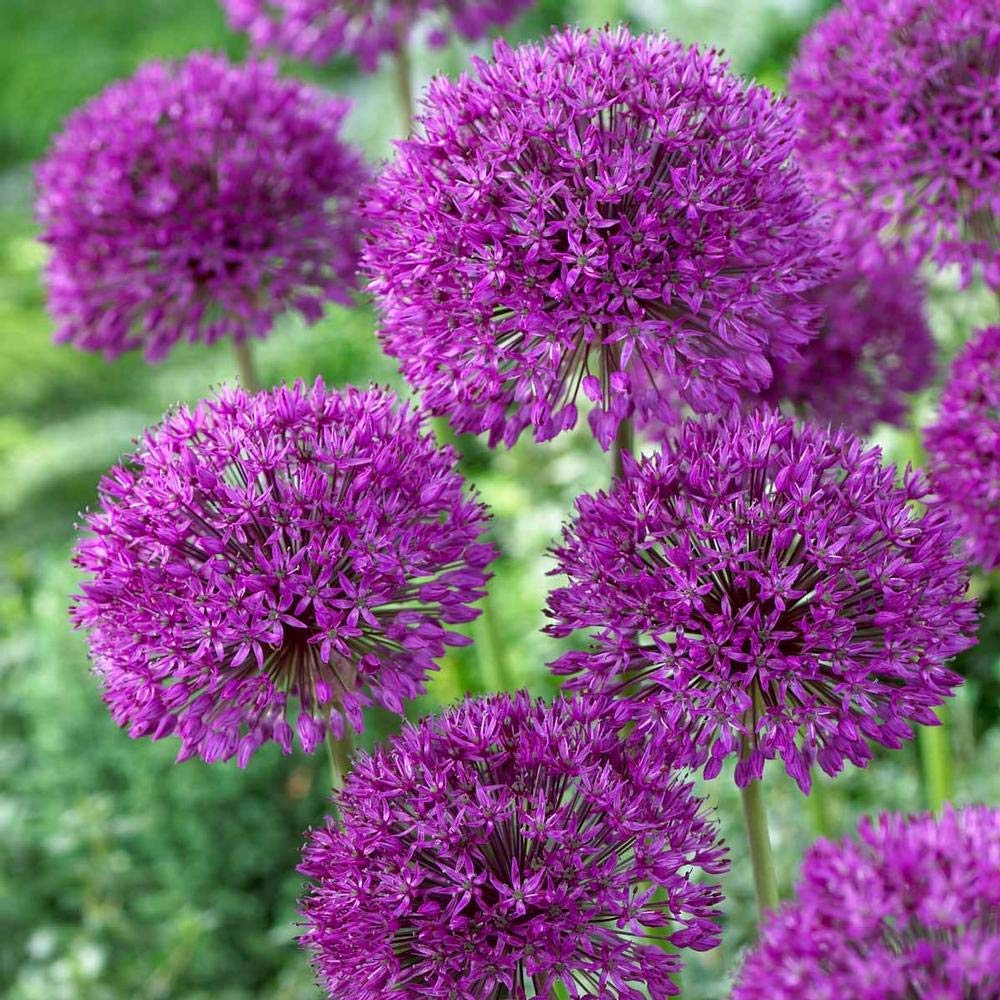 5 Allium Purple Sensation- 5 Large Bulbs -Deer Resistant, Now Shipping, for Gardening and Planting