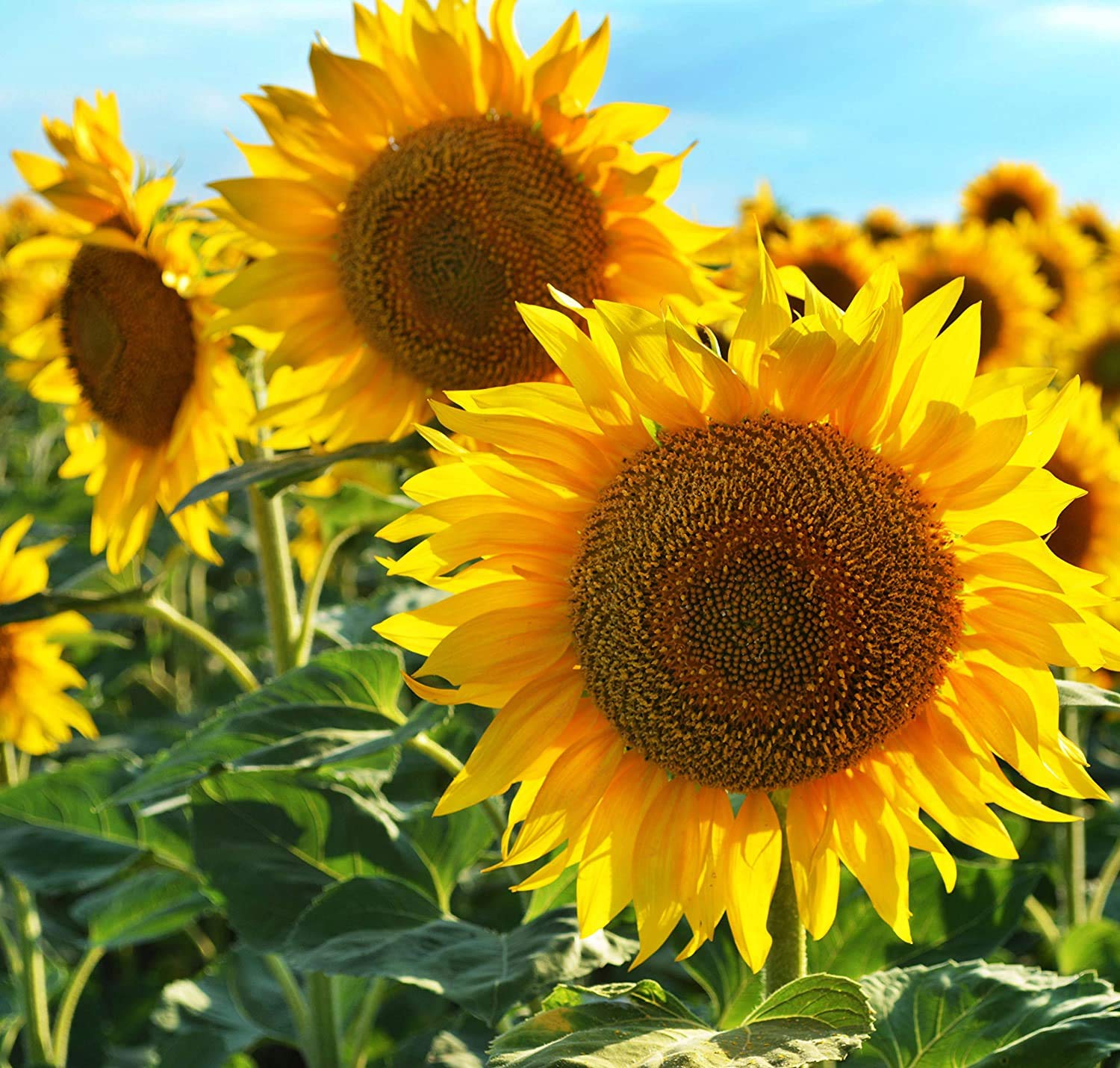 100+ Colorful Mix, Sunflower Seed for Planting - (Helianthus annuus) Non-GMO Seeds - Made in USA