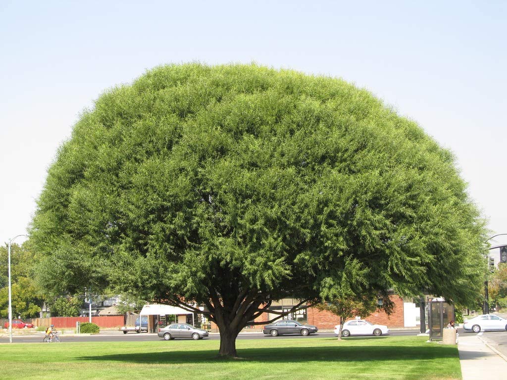 Four Globe Willow Tree Cuttings - Fast Growing Shade or Privacy - Get 4 Live Tree Plants - Globe Willow - Great for Bonsa
