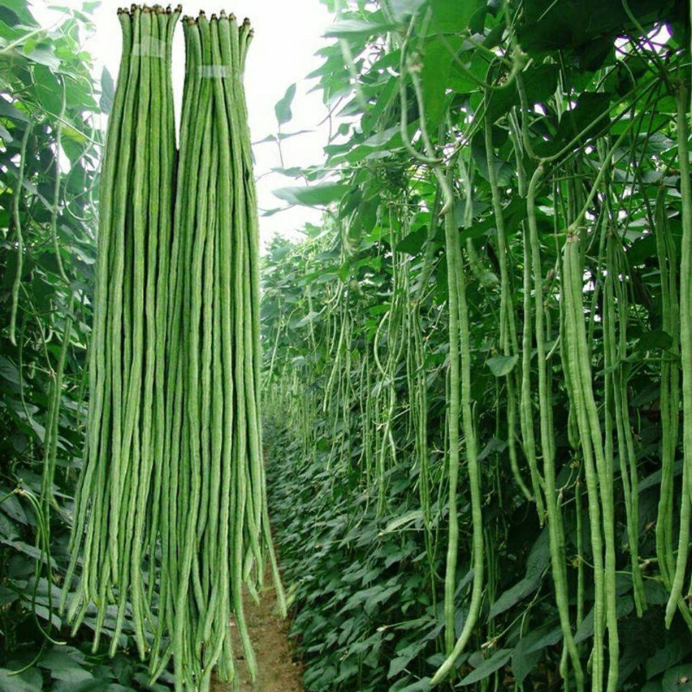 Yard Long Bean Seeds - Asian Vegetable Long Bean String Beans - Ships from Iowa, USA - Productive Yielder
