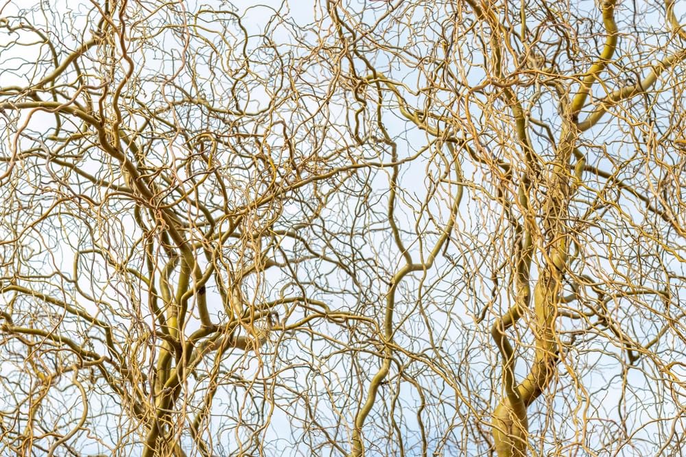Natural Curly Willow Branches for Decor, 1-2 Feet Long - Wedding or Christmas Decor, Wreathmaking