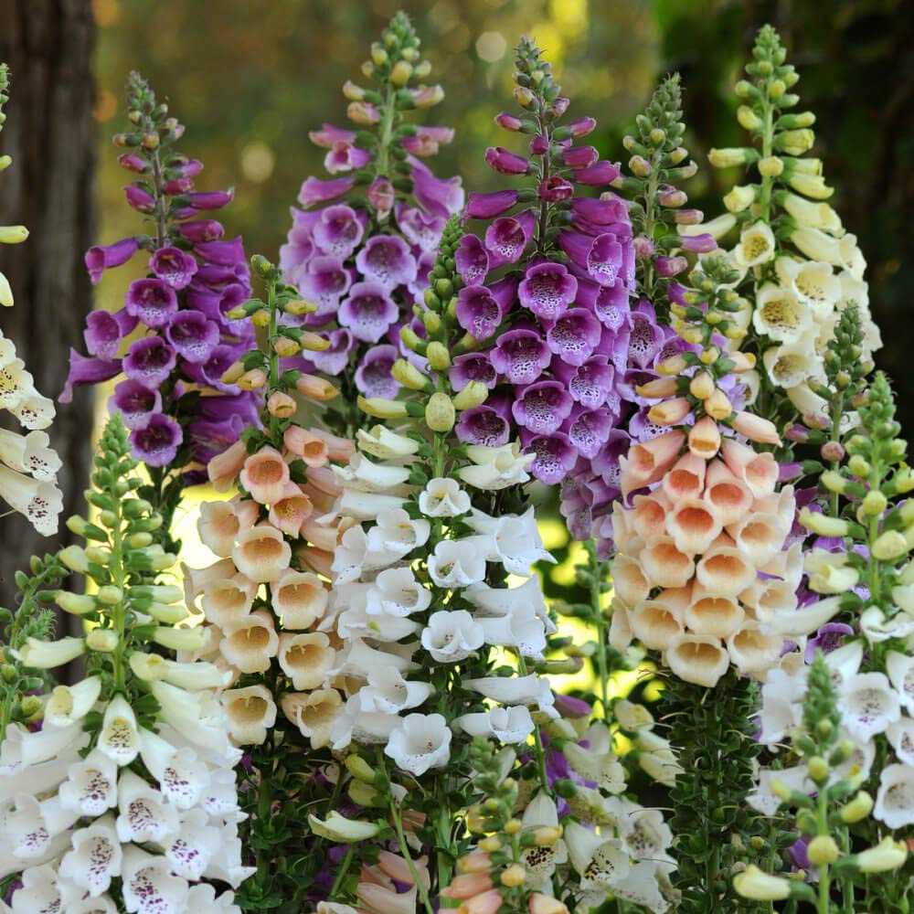 Seeds4planting - Seeds Foxglove Mix - Organic