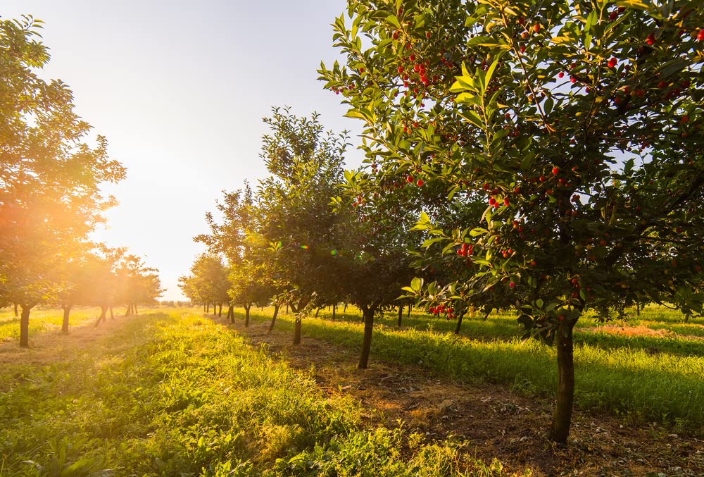 Sweet Cherry Tree Seeds for Planting - Prunus avium