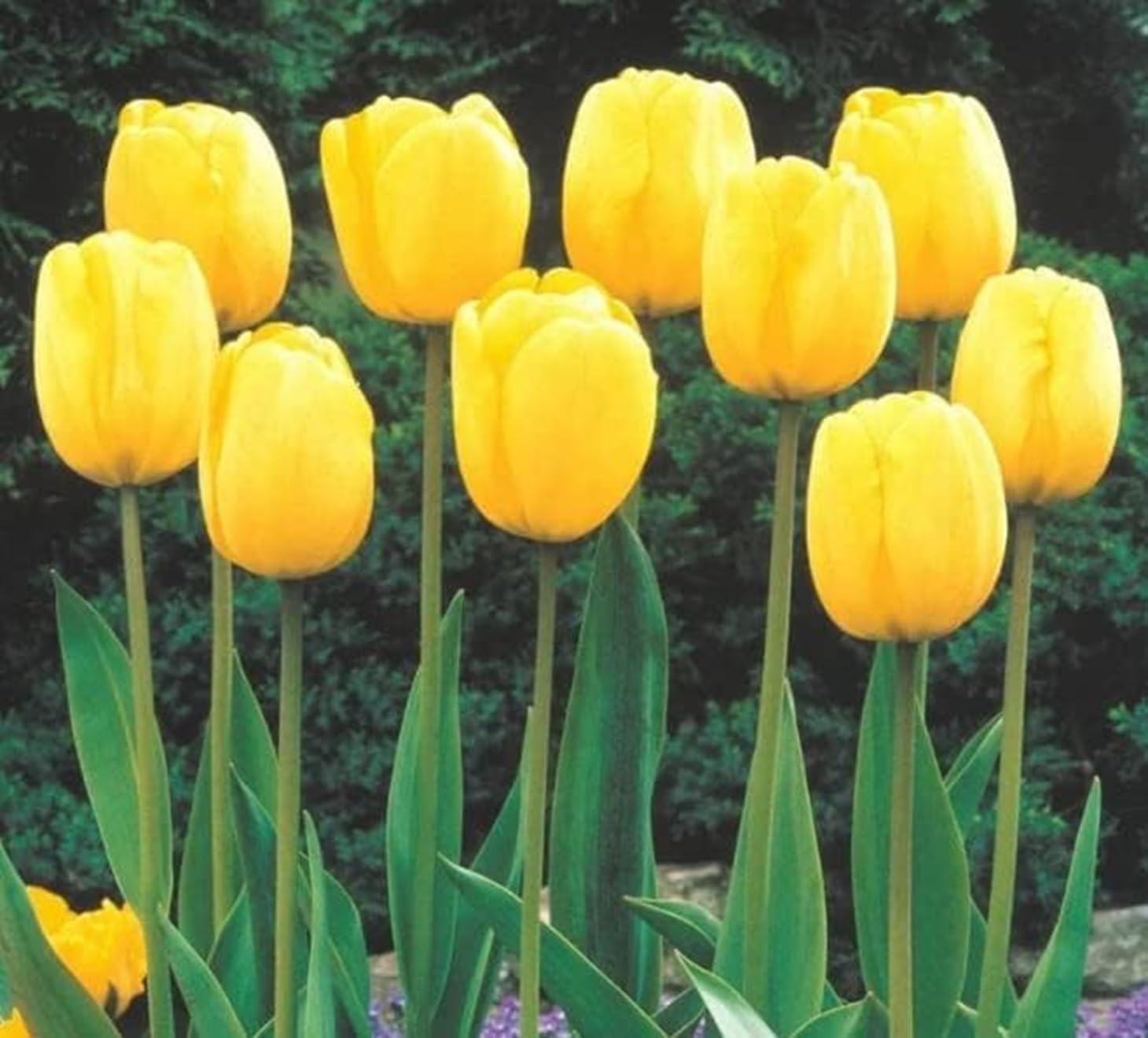 Yellow Tulip Bulb for Planting - Stunning Pure Yellow, Vibrant and Bright - Novi Sun Tulip Bulbs to Grow