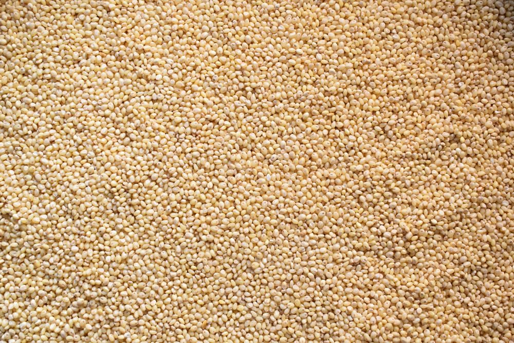 CZ Grain Premium White Millet Proso Seeds - Bulk Seeds, Bird Feed, Wild Bird Food (5 Pounds)